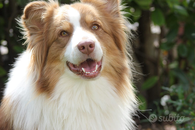 Pastore australiano disponibile per monta