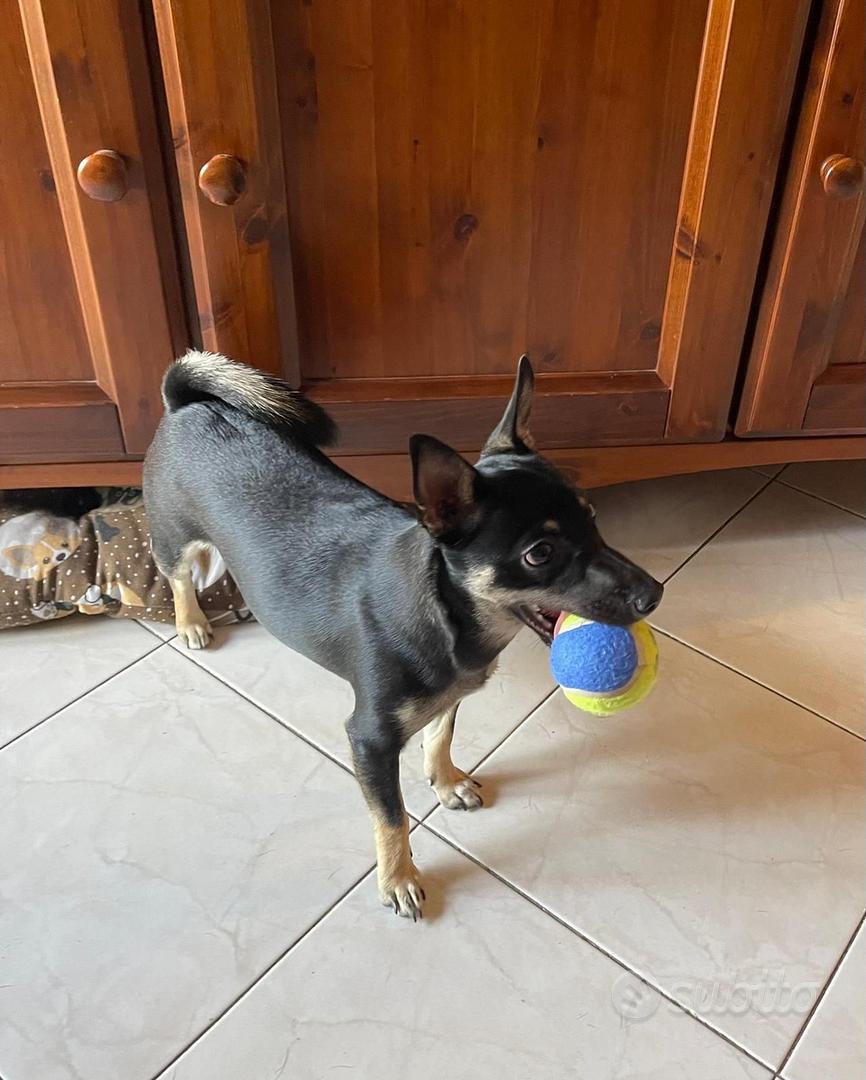 Pinscher femmina Animali In regalo a La Spezia