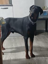 Dobermann