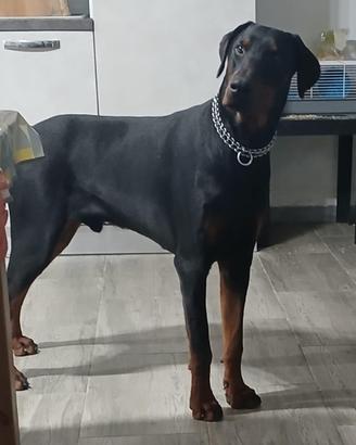 Dobermann