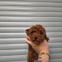 Barboncino mini toy red 2 FEMMINE 2 MASCHI