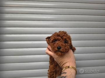 Barboncino mini toy red 2 FEMMINE 2 MASCHI