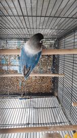 Inseparabili Testanera personata