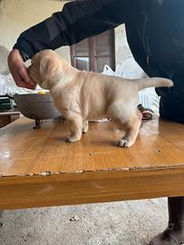 Labrador cuccioli