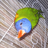 Coppia Lori Arcobaleno di 6 mesi