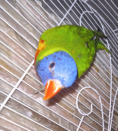 Coppia Lori Arcobaleno di 6 mesi