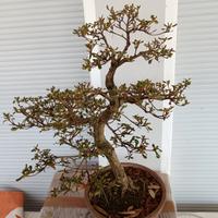 bonsai azalea satsuki 