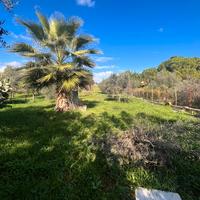 V/1305 Terreno agricolo