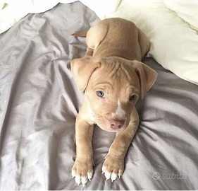 Cucciole incrocio Amstaff