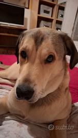 Argo meticcio di un anno taglia grande