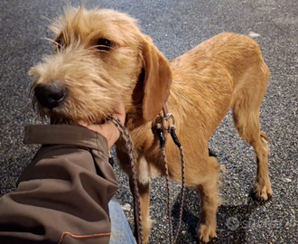 Segugio italiano pelo forte