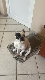 Cane da monta