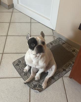 Cane da monta