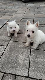 Cuccioli di west highland terrier con oedigree ENC