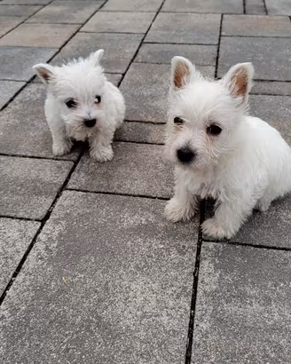 Cuccioli di west highland terrier con oedigree ENC