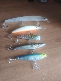 Esche da branzino / serra