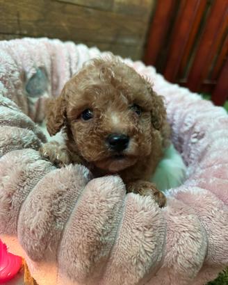 Barboncini toy e mini toy