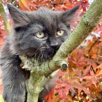 Gatti siberiani