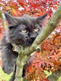 Gatti siberiani