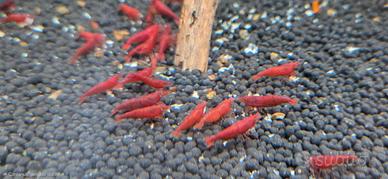 neocaridina bloody mary