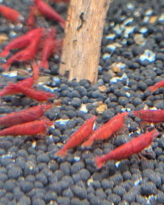 neocaridina bloody mary