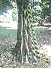 Canne di bambu` per orto e giardinaggio mt.2
