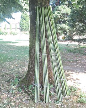 Canne di bambu` per orto e giardinaggio mt.2