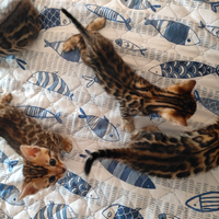 Un mese di prevendita gatto bengala carino e sano