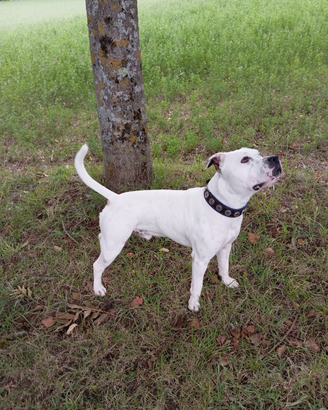 Cane per monte