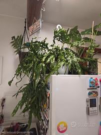  grande felce canguro 