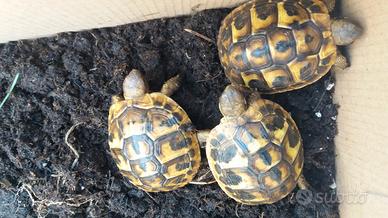Tartarughe di terra