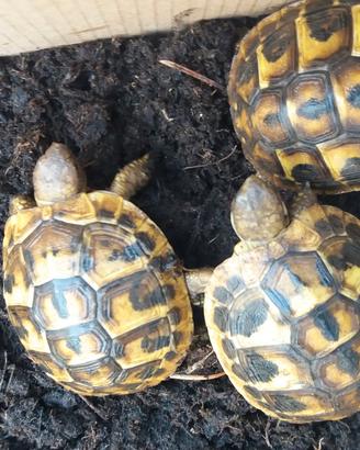 Tartarughe di terra