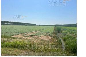 Terreno Agricolo Villimpenta [A4341933]