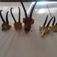 5 Trofei caccia