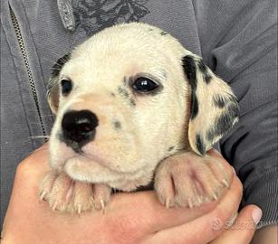 Ultima cucciola dalmata con pedigree ENCI