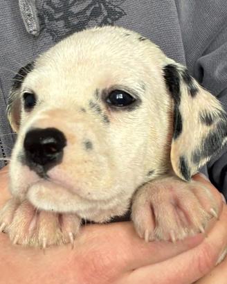 Ultima cucciola dalmata con pedigree ENCI