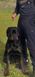 Rottwaile per monta
