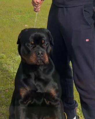 Rottwaile per monta