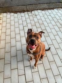 Pitbull di 3 anni
