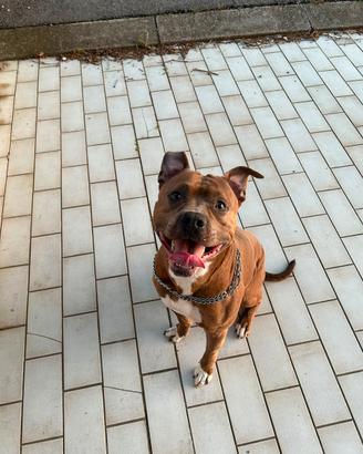Pitbull di 3 anni