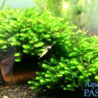 Muschio Disticophillum sp. (Rare Moss), acquario