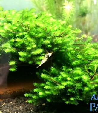 Muschio Disticophillum sp. (Rare Moss), acquario