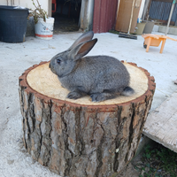 Conigli da allevamento