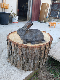 Conigli da allevamento