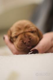 Cuccioli Bracco Ungherese Vizsla