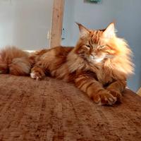 Maine coon M Red tabby 1 anno