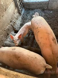 Animali