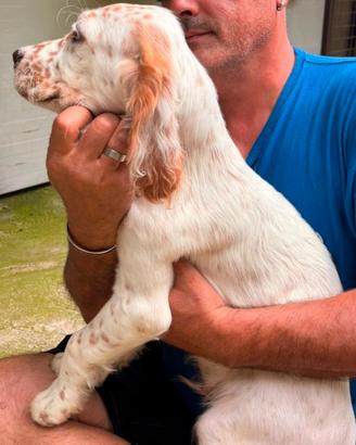 Setter inglese