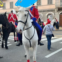 Cavalli andalusi per manifestazioni