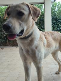 Cucciolo cane incrocio golden